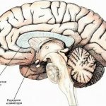 анатомия мозолистое тело