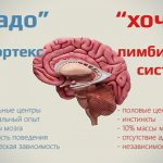 Что такое неокортекс