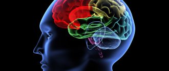Функции коры головного мозга — в чем они заключаются