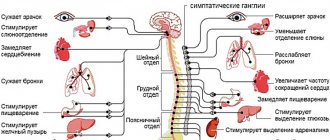 Клиническая характеристика ВСД по неврологическому типу