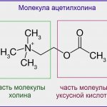 Молекула ацетилхолина