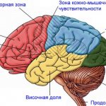 Моторная зона коры головного мозга