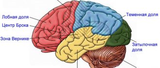 Моторная зона коры головного мозга