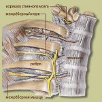 Нервы проходящие между ребрами и вызывают межреберную невралгию при их сдавливании и воспалении